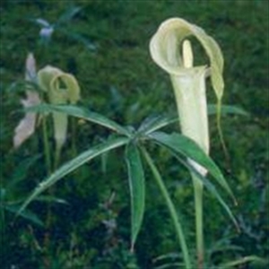 Picture of Arisaema consanguineum