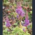 Picture of Astilbe chinensis var. pumila