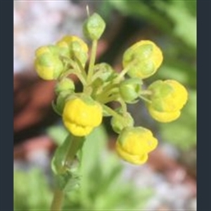 Picture of Calceolaria corymbosa