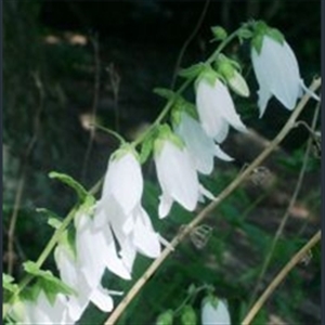Picture of Campanula alliariifolia