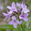 Picture of Cardamine pentaphyllos