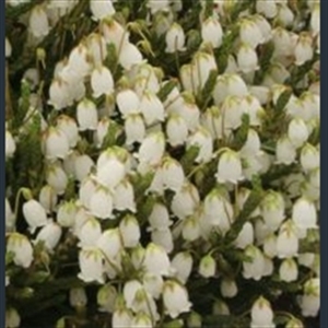 Picture of Cassiope 'Badenoch'