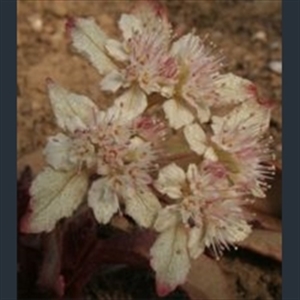 Picture of Chrysosplenium macrophyllum