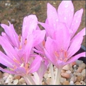 Picture of Colchicum tenorei