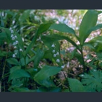 Picture of Convallaria majalis