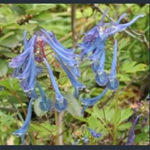 Picture of Corydalis 'Spinners'
