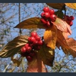 Picture of Cotoneaster ogisui
