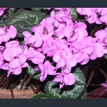 Picture of Cyclamen coum
