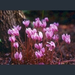 Picture of Cyclamen hederifolium