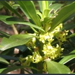Picture of Daphne laureola