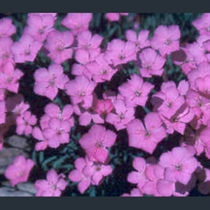 Picture of Dianthus 'Blue Hills'