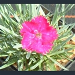 Picture of Dianthus 'Neon Star'
