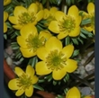 Picture of Eranthis hyemalis Cilicica Group