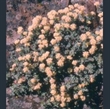 Picture of Eriogonum umbellatum