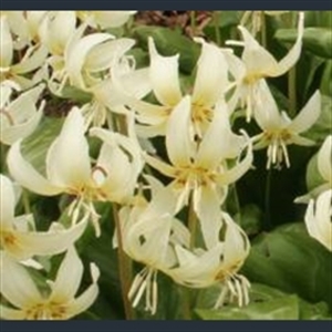 Picture of Erythronium californicum 'White Beauty'