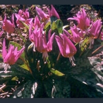 Picture of Erythronium dens-canis
