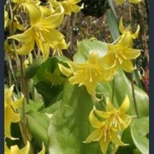 Picture of Erythronium 'Pagoda'