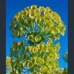 Picture of Euphorbia characias subsp. wulfenii