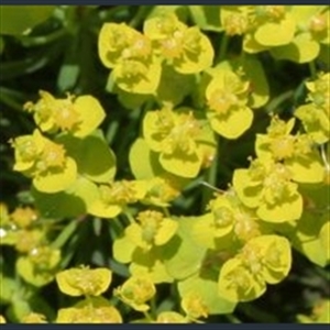 Picture of Euphorbia cyparissias 'Fen's Ruby'