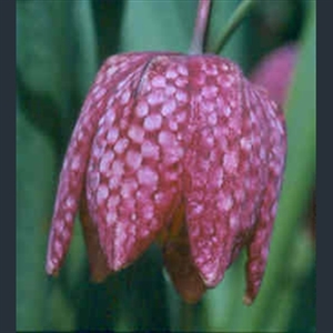 Picture of Fritillaria meleagris