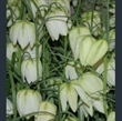 Picture of Fritillaria meleagris var. alba