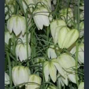 Picture of Fritillaria meleagris var. unicolor subvar. alba