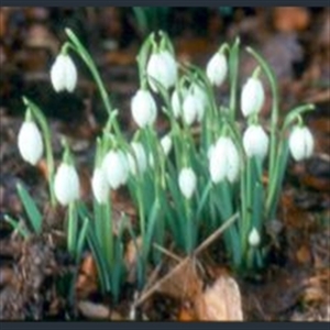 Picture of Galanthus nivalis