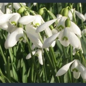 Picture of Galanthus 'S. Arnott'