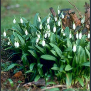 Picture of Galanthus woronowii