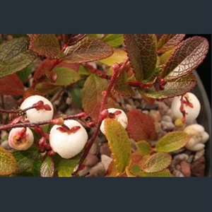 Picture of Gaultheria itoana