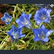Picture of Gentiana 'Blue Silk'