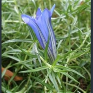 Picture of Gentiana 'Lucerna'