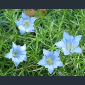 Picture of Gentiana 'Strathmore'