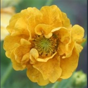 Picture of Geum 'Lady Stratheden'