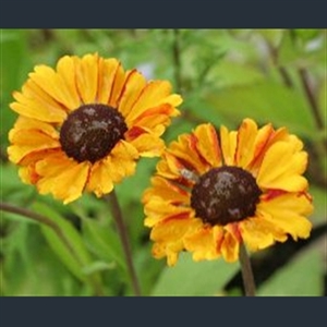 Picture of Helenium 'Sahin's Early Flowerer'