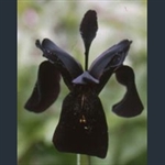Picture of Iris chrysographes dark-flowered