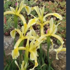 Picture of Iris kerneriana