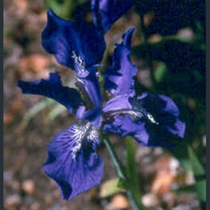 Picture of Iris tectorum