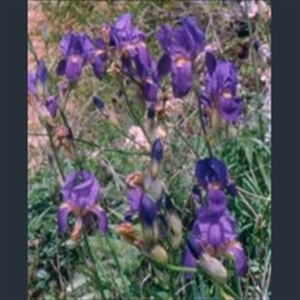 Picture of Iris unguicularis
