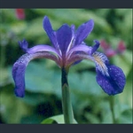 Picture of Iris versicolor