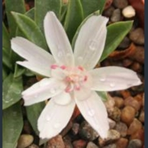 Picture of Lewisia 'Brynhyfryd' four-way hybrid white