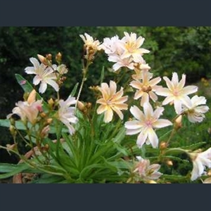 Picture of Lewisia 'Little Peach'