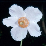 Picture of Meconopsis baileyi var. alba