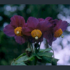 Picture of Meconopsis baileyi 'Hensol Violet'