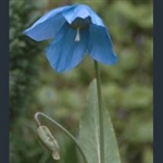 Picture of Meconopsis 'Slieve Donard'