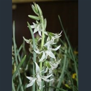 Picture of Ornithogalum nutans