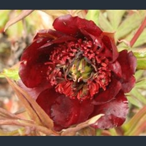 Picture of Paeonia delavayi