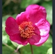 Picture of Paeonia mascula