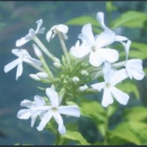 Picture of Phlox paniculata 'White Admiral'