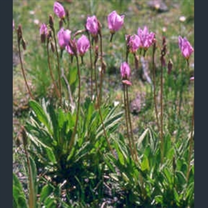 Picture of Primula (Dodecatheon) alpinum